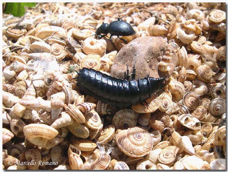 In Sicilia ancora tempo da lupi... e da Carabus morbillosus